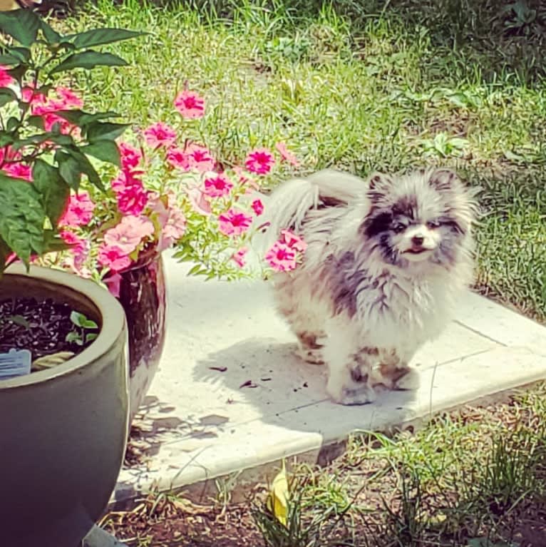 Ferris, a Pomeranian tested with EmbarkVet.com