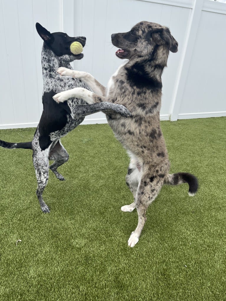 Tiller, a Great Pyrenees and German Shepherd Dog mix tested with EmbarkVet.com