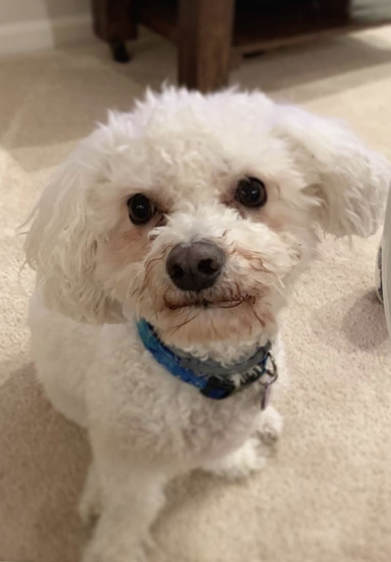 Gus, a Maltese and Bichon Frise mix tested with EmbarkVet.com