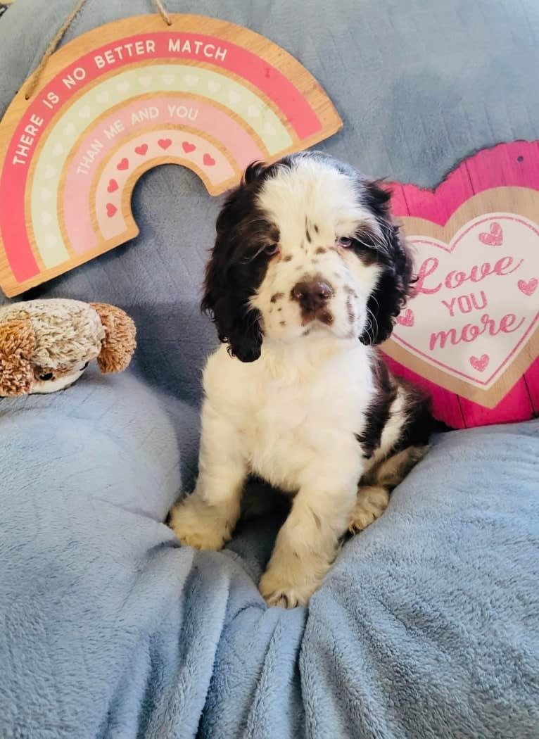 Stanley, a Cocker Spaniel tested with EmbarkVet.com