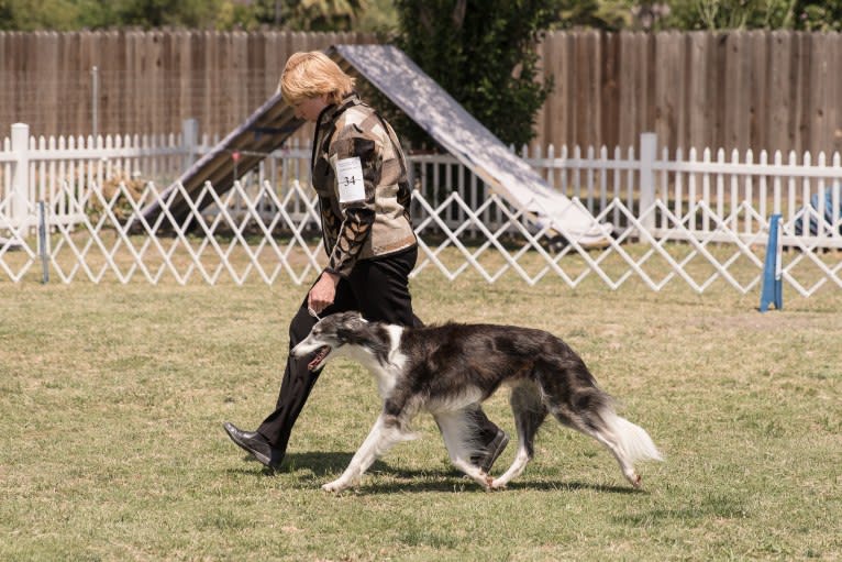 D'Artagnan, a Silken Windhound tested with EmbarkVet.com