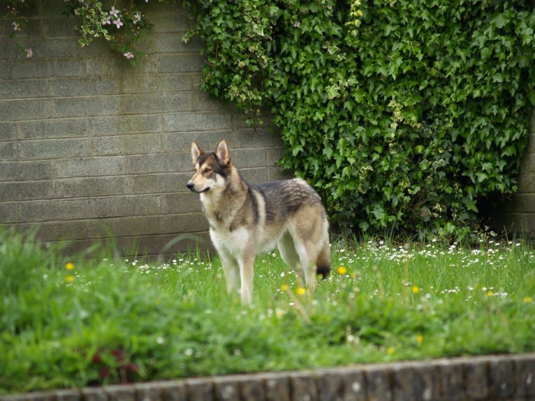 Kalen, a German Shepherd Dog and Siberian Husky mix tested with EmbarkVet.com