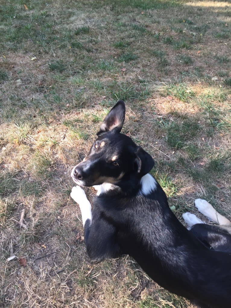 Ollie, a Border Collie tested with EmbarkVet.com