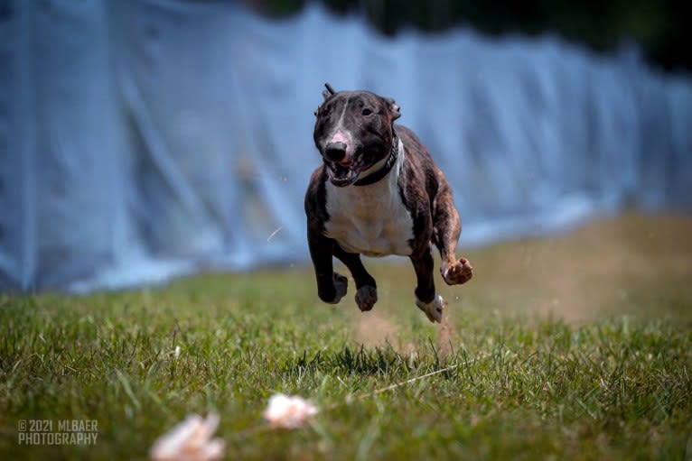 Dippy, a Bull Terrier tested with EmbarkVet.com