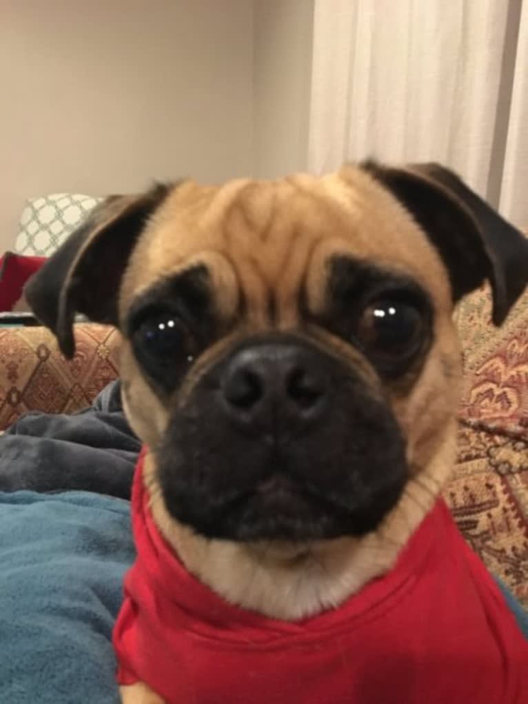 Seymour, a Pug and Beagle mix tested with EmbarkVet.com