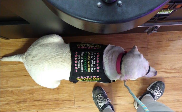 Missy, a Labrador Retriever tested with EmbarkVet.com