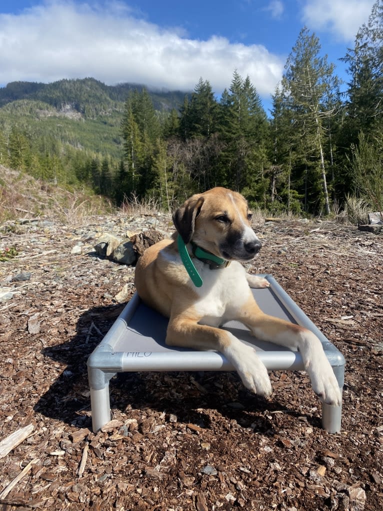 Milo, a West Asian Village Dog tested with EmbarkVet.com