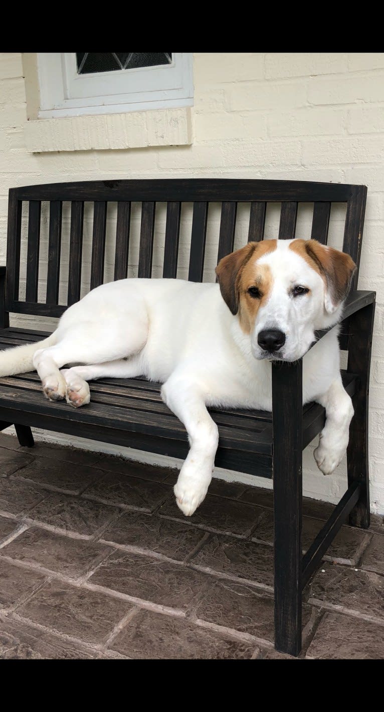 Stoli, a Great Pyrenees and American Pit Bull Terrier mix tested with EmbarkVet.com