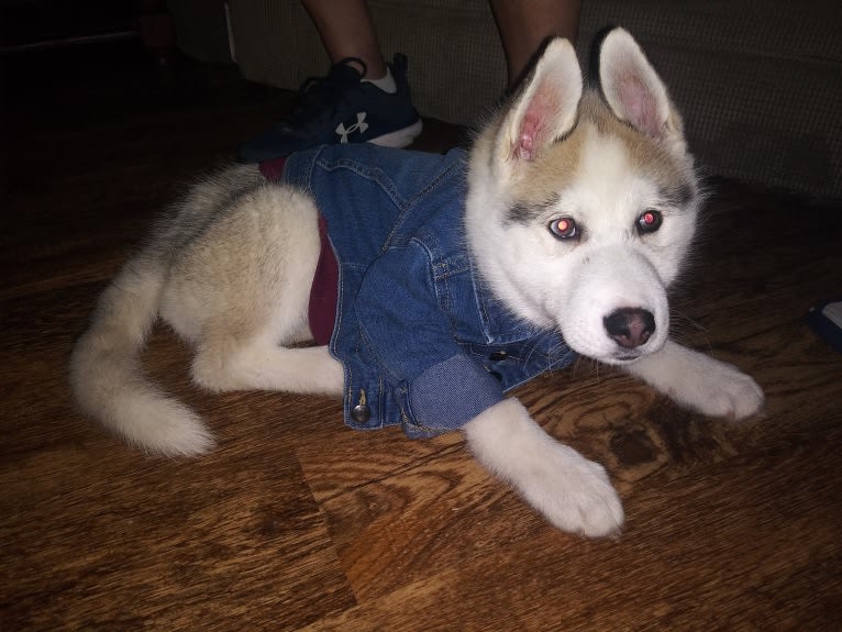 Everest, a Gerberian Shepsky tested with EmbarkVet.com