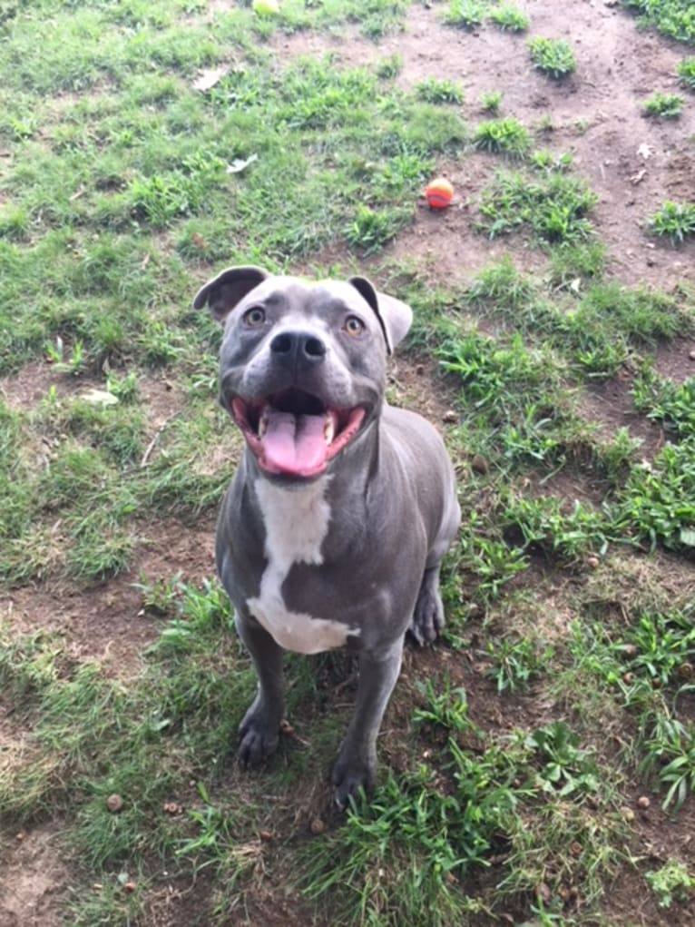 Photo of Wallace, a Staffordshire Terrier  in Mississippi, USA