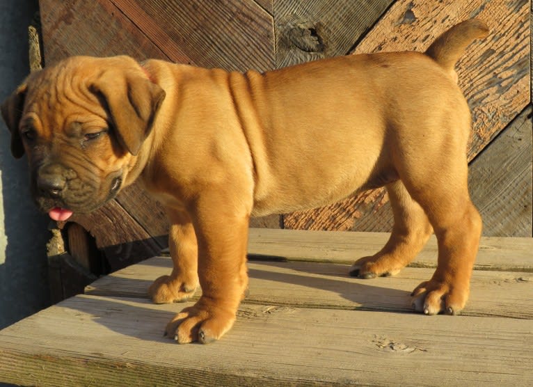 Clover K Asha, a Boerboel tested with EmbarkVet.com