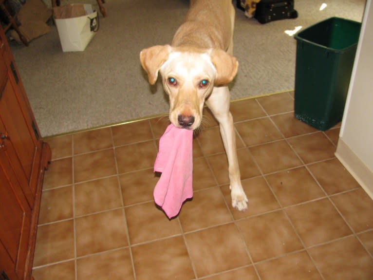 Tank, a German Shepherd Dog and Labrador Retriever mix tested with EmbarkVet.com