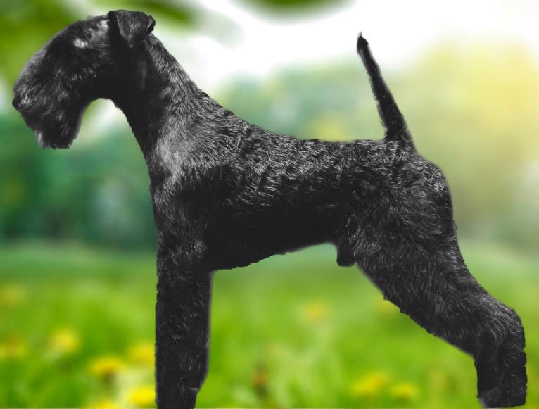 Glacieridge Black Label, a Lakeland Terrier tested with EmbarkVet.com