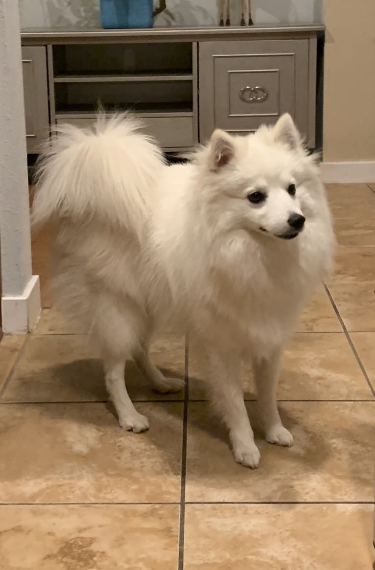 Osso, an American Eskimo Dog tested with EmbarkVet.com