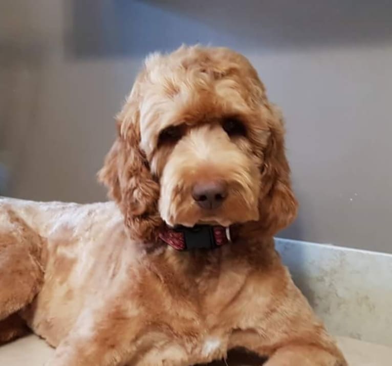 Willow, a Goldendoodle tested with EmbarkVet.com