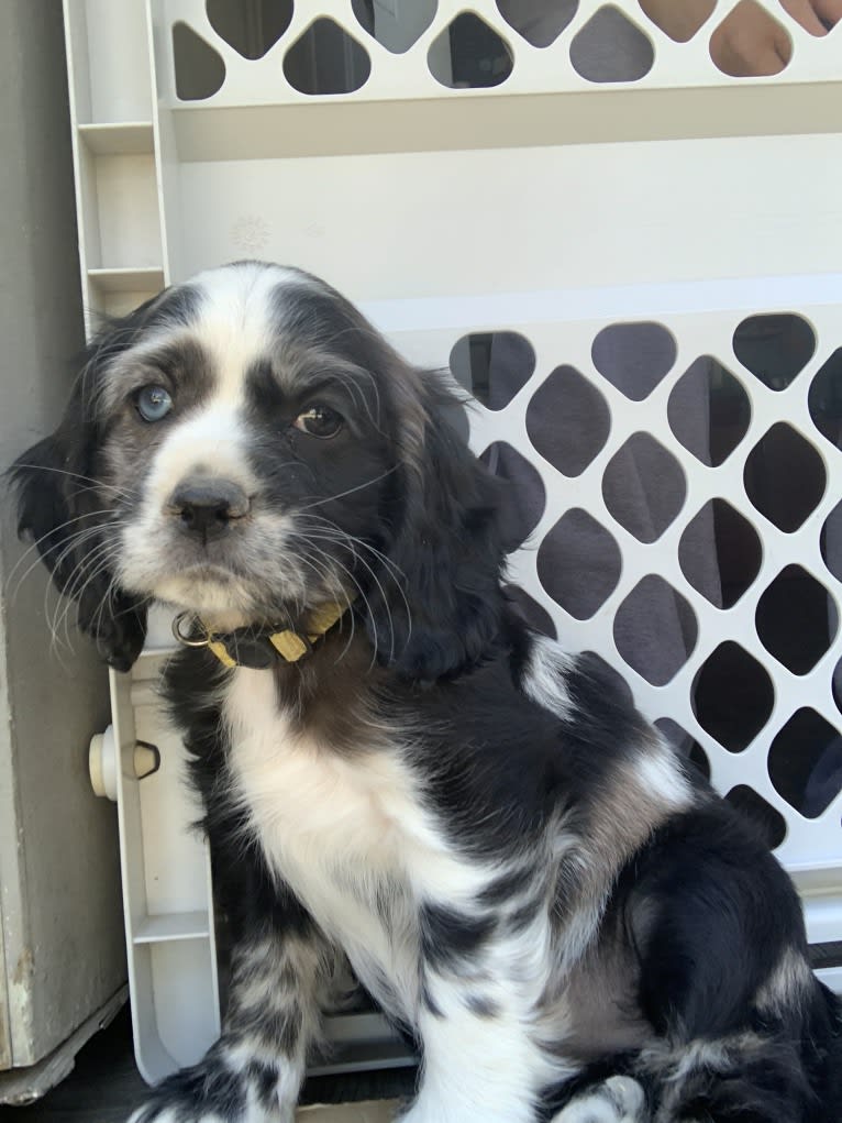 Vaquita, a Cocker Spaniel tested with EmbarkVet.com