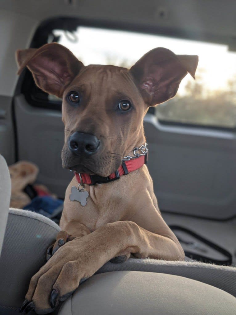 Wally, an American Pit Bull Terrier and German Shepherd Dog mix tested with EmbarkVet.com