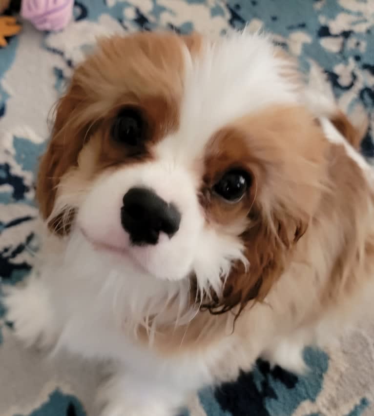 Murphy, a Cavalier King Charles Spaniel tested with EmbarkVet.com