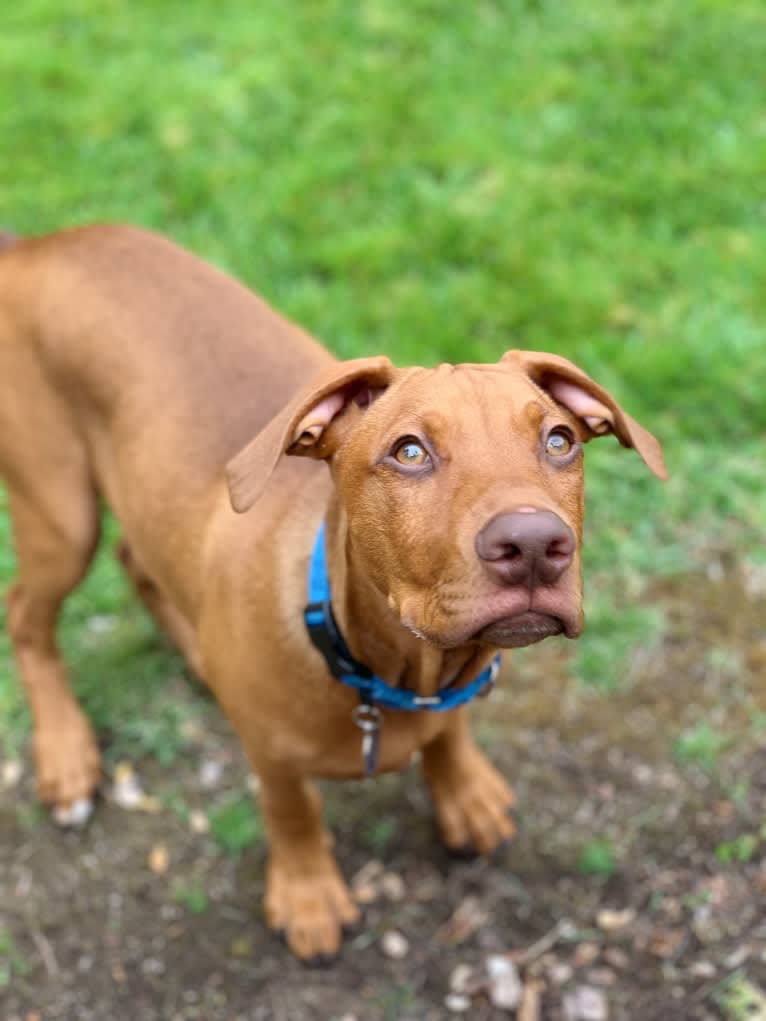 Cooper, a Doberman Pinscher and Boxer mix tested with EmbarkVet.com