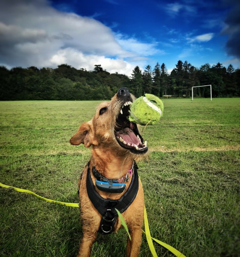 Madison (IKC - The Mad Patter), a Russell-type Terrier and Lakeland Terrier mix tested with EmbarkVet.com