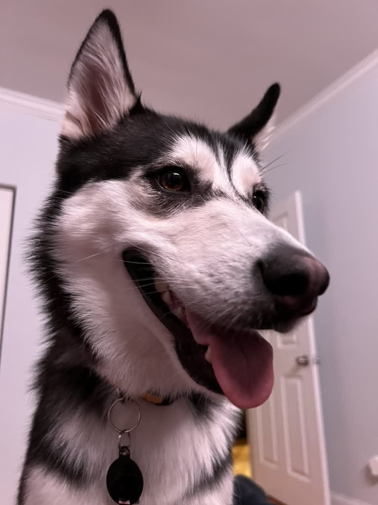 Zulia, a Siberian Husky and Chow Chow mix tested with EmbarkVet.com