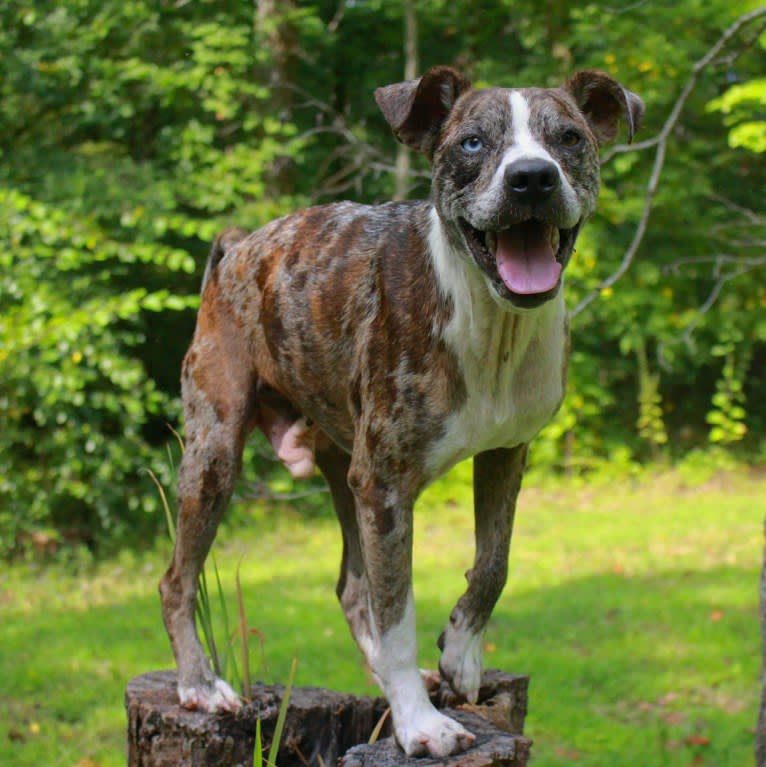 Hammer, a Boston Terrier and Australian Cattle Dog mix tested with EmbarkVet.com