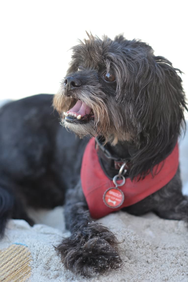 Sprout, a Poodle (Small) and Shih Tzu mix tested with EmbarkVet.com