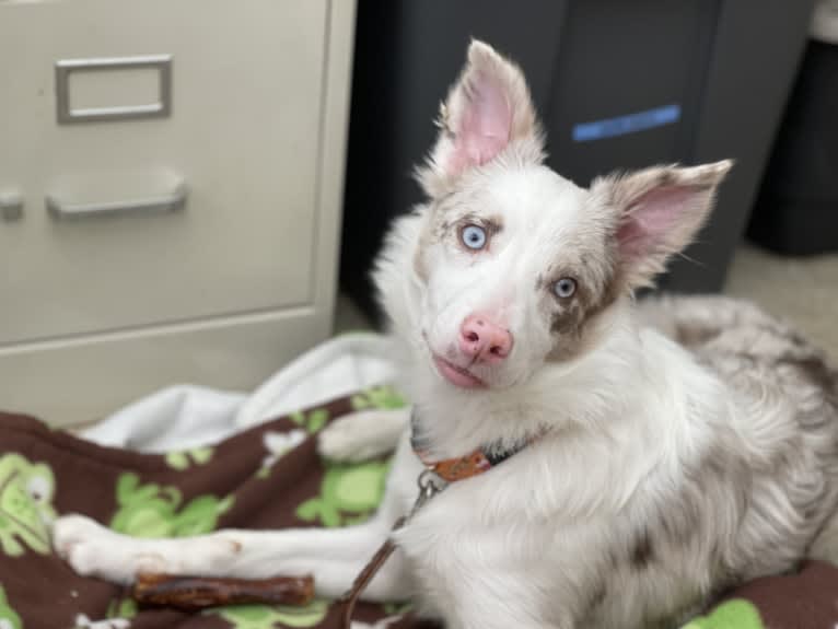 Viva, a Border Collie tested with EmbarkVet.com