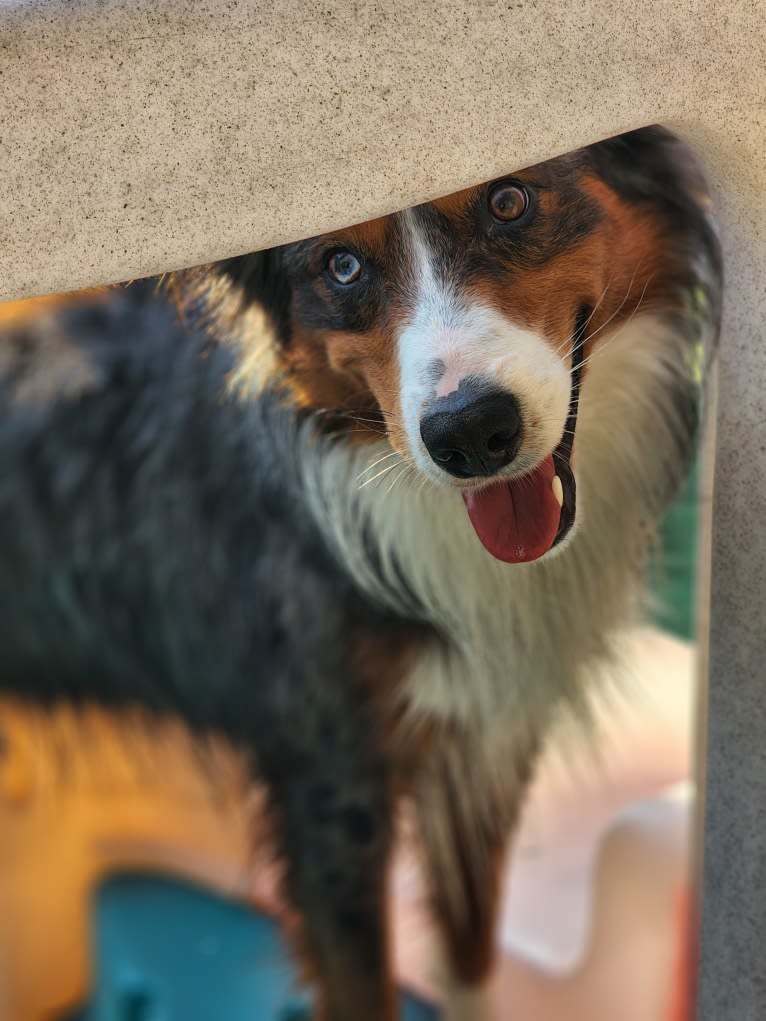 Remi, an Australian Shepherd and Border Collie mix tested with EmbarkVet.com