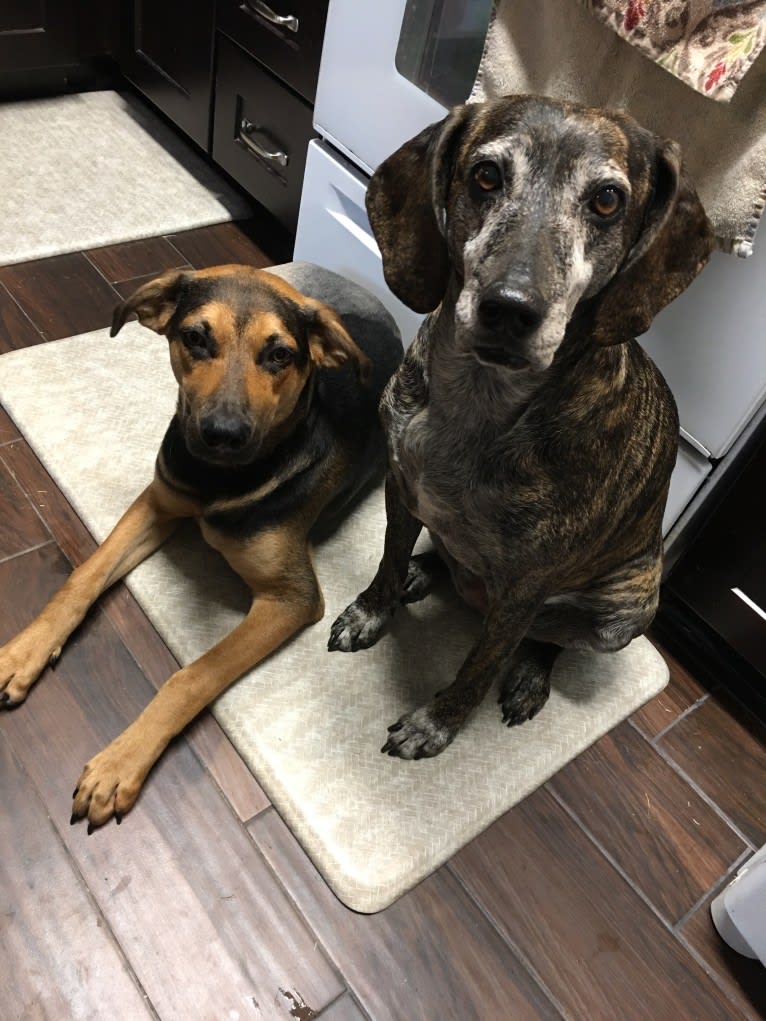 Jake Finn, a Catahoula Leopard Dog and German Shepherd Dog mix tested with EmbarkVet.com