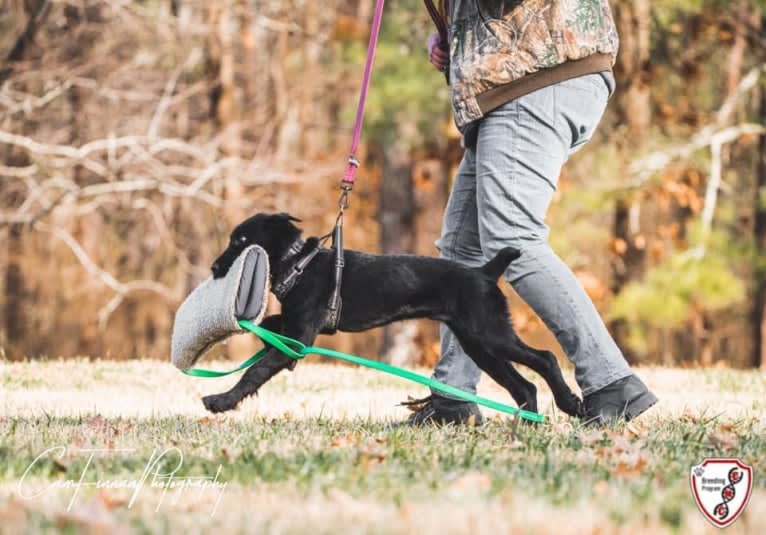 Vaatu, a Black Russian Terrier and Belgian Malinois mix tested with EmbarkVet.com