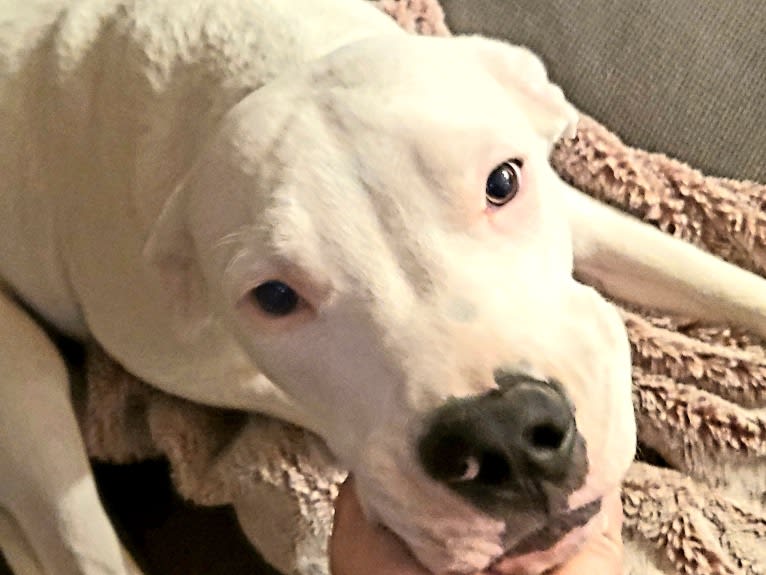 Opie, a Dogo Argentino tested with EmbarkVet.com