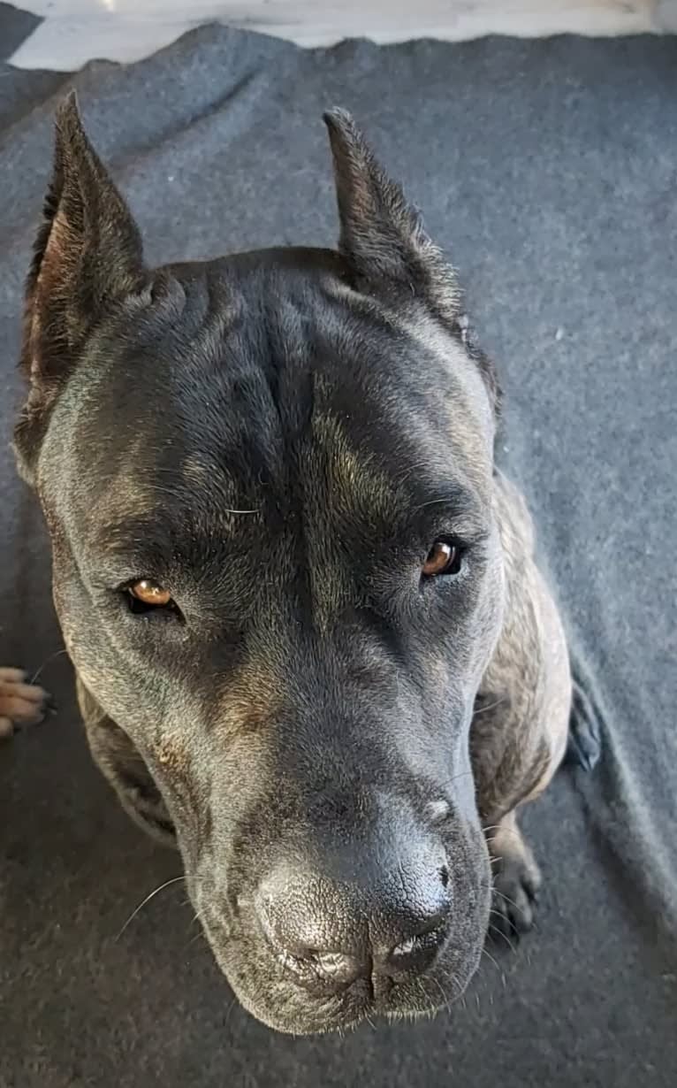 Lucifer, a Perro de Presa Canario tested with EmbarkVet.com