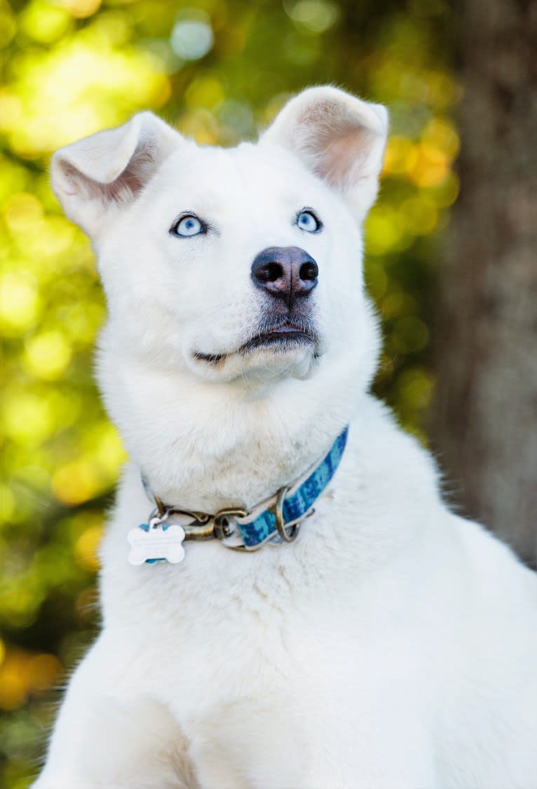 Dash, a Gerberian Shepsky (12.7% unresolved) tested with EmbarkVet.com