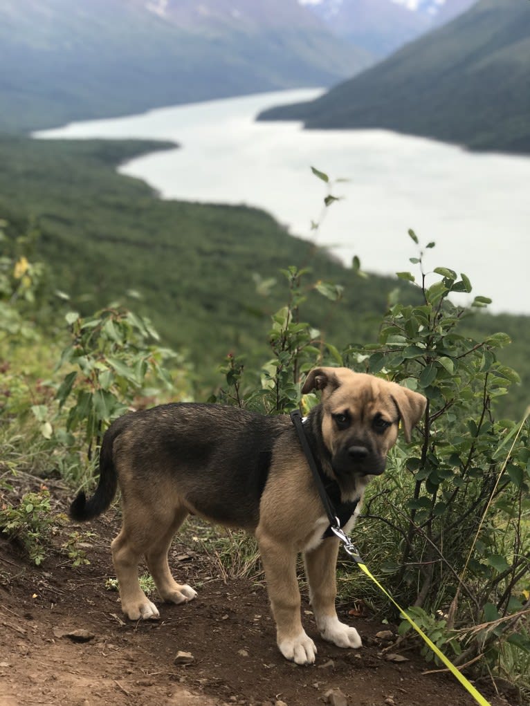 Storm, a Boxer and Akita mix tested with EmbarkVet.com