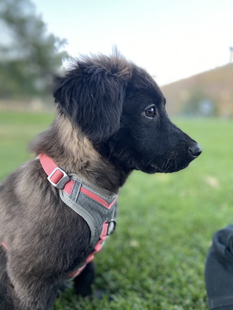 Ruth, an Australian Cattle Dog and Great Pyrenees mix tested with EmbarkVet.com