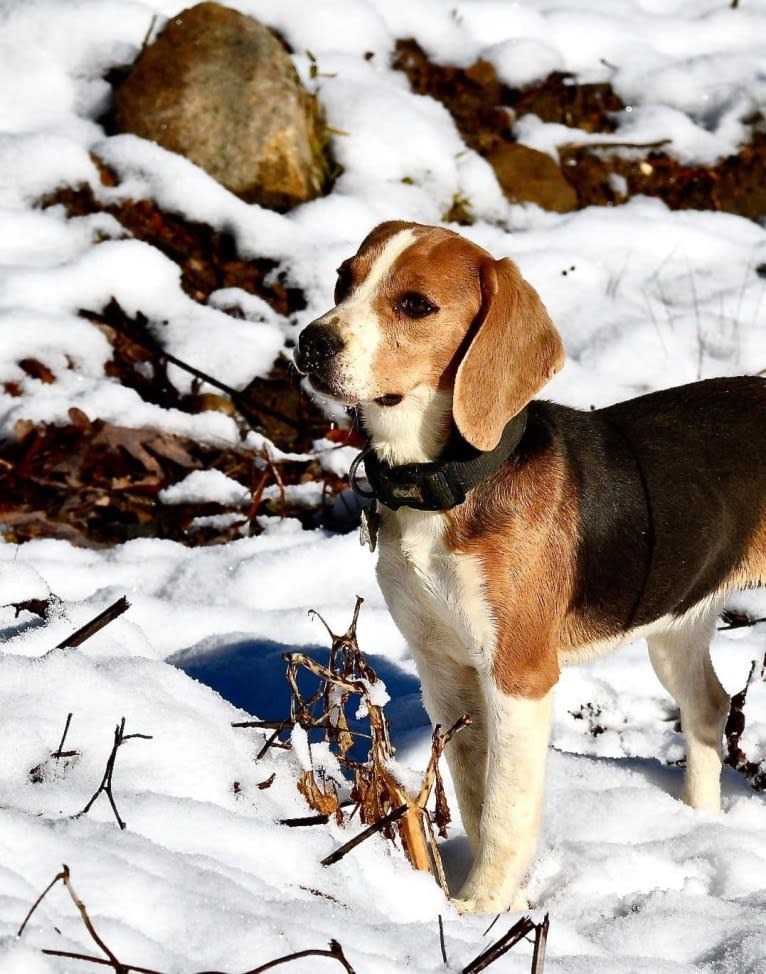 Moonshine 🌚, a Beagle tested with EmbarkVet.com