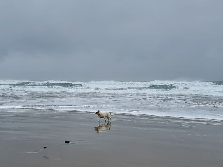 Lucy, an Australian Cattle Dog and Siberian Husky mix tested with EmbarkVet.com