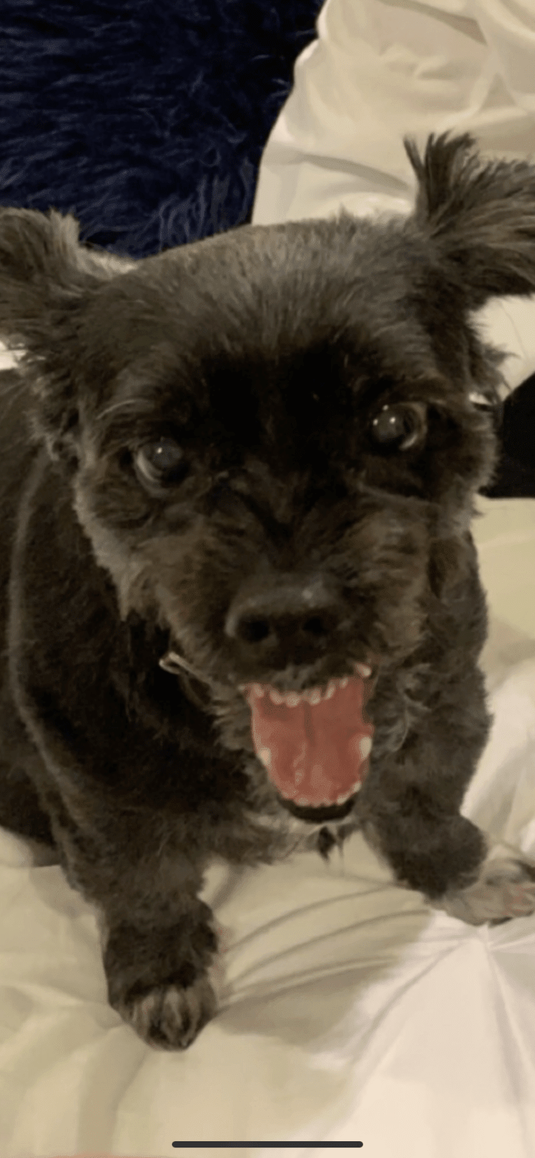 Vinny, a Morkie tested with EmbarkVet.com