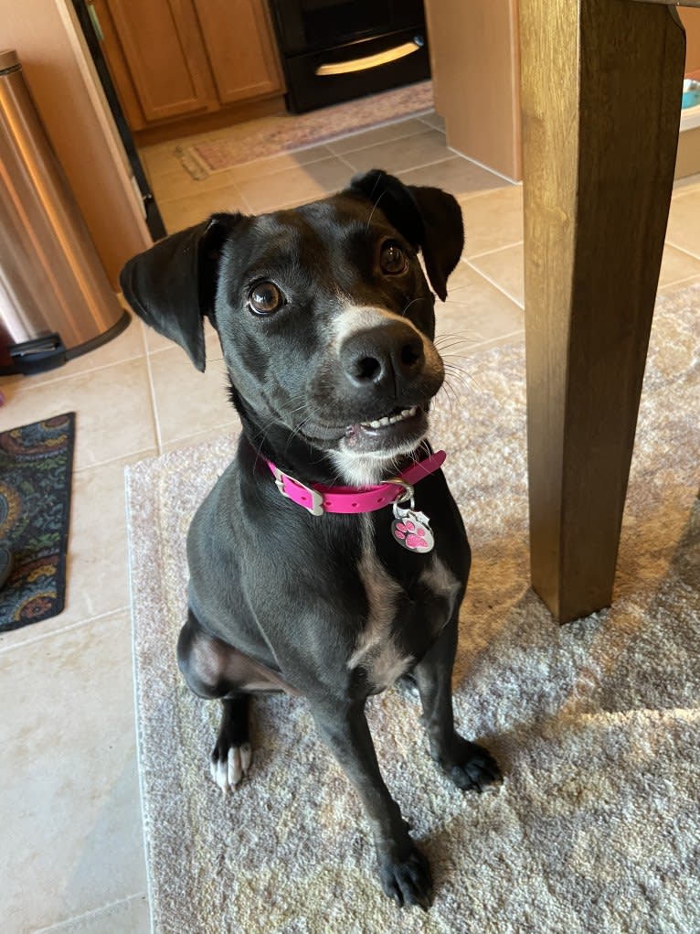 Raven, an American Pit Bull Terrier and Chow Chow mix tested with EmbarkVet.com