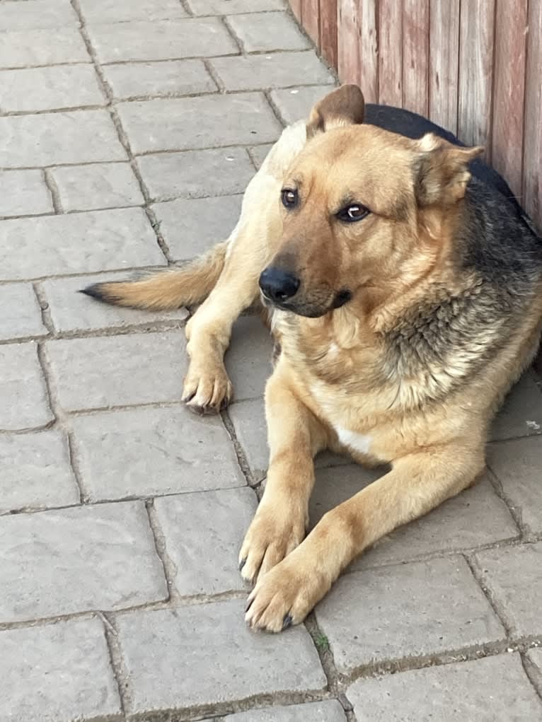 Lukas, a German Shepherd Dog and Australian Cattle Dog mix tested with EmbarkVet.com