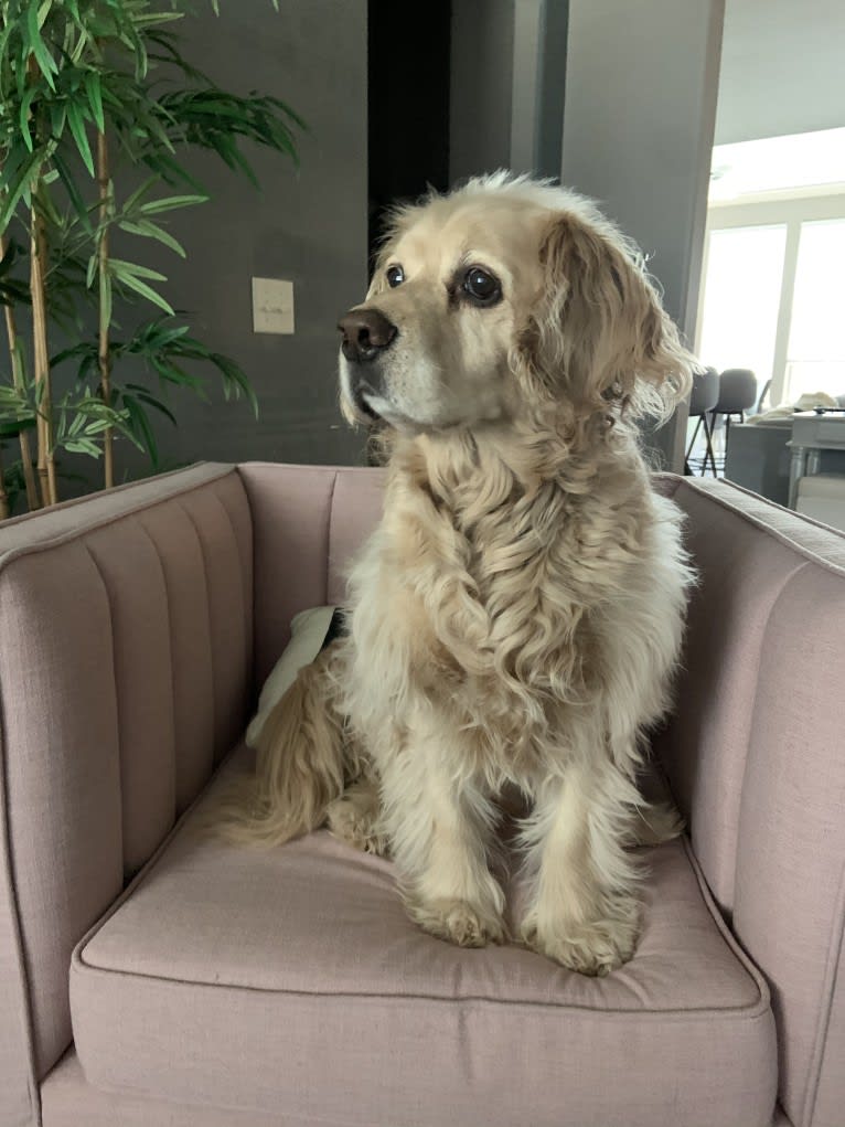 Yogi, a Cocker Spaniel and Australian Cattle Dog mix tested with EmbarkVet.com