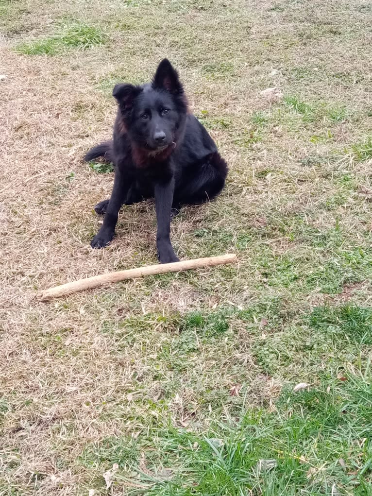 Dixie, a German Shepherd Dog and Australian Shepherd mix tested with EmbarkVet.com