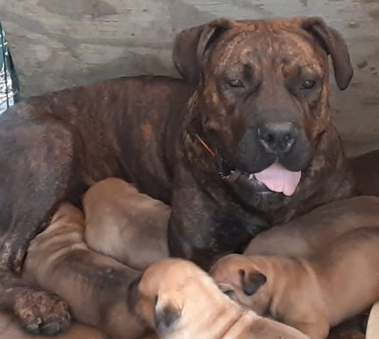 Benaiah Nila, a Boerboel tested with EmbarkVet.com