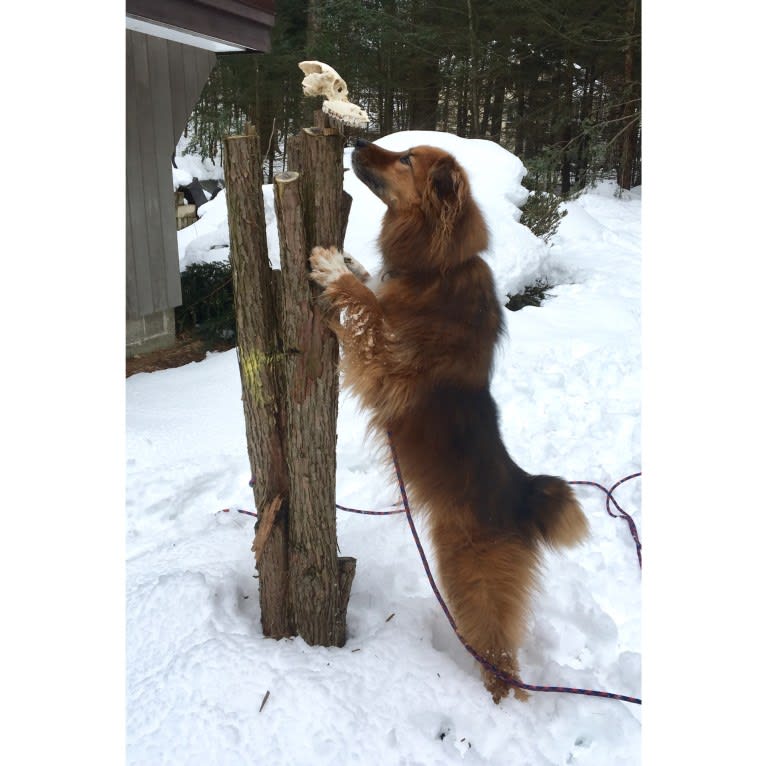 Huxley, a Chow Chow and Rottweiler mix tested with EmbarkVet.com