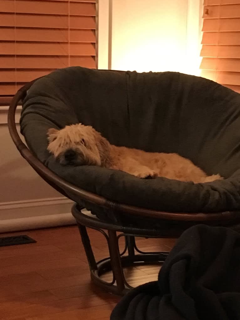 Desmond, a Soft Coated Wheaten Terrier tested with EmbarkVet.com