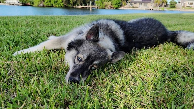 KYLO, a Siberian Husky tested with EmbarkVet.com