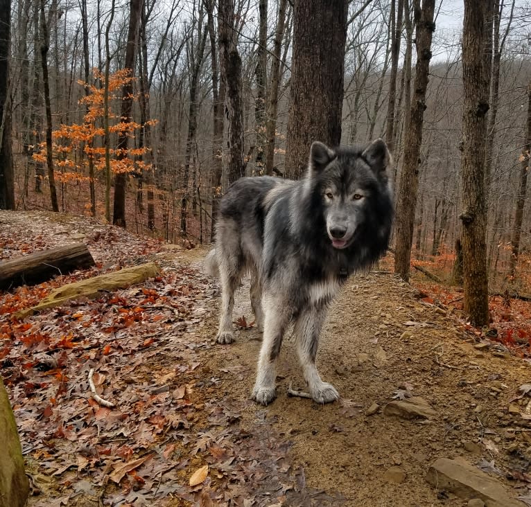 Timber a dog tested with EmbarkVet.com