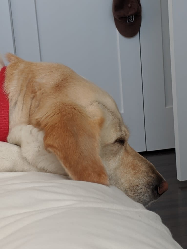 Lola, a Labrador Retriever and German Shepherd Dog mix tested with EmbarkVet.com
