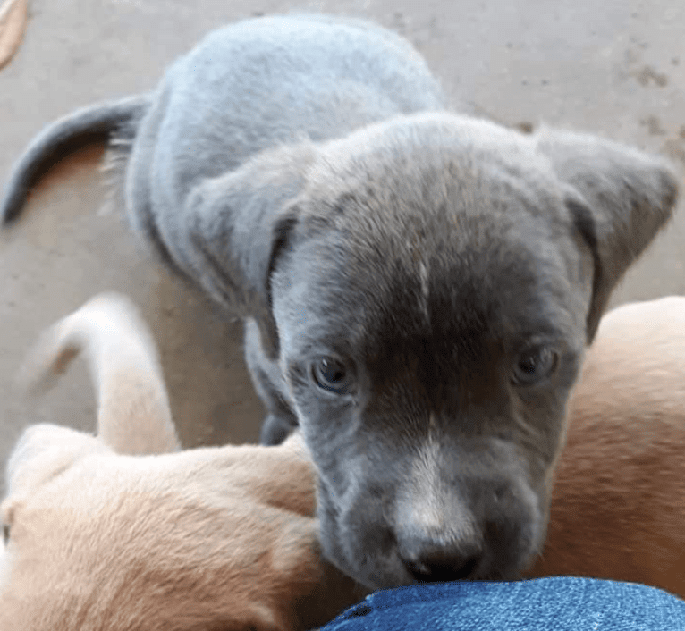 Puddin’ Pup, an American Pit Bull Terrier and Bluetick Coonhound mix tested with EmbarkVet.com